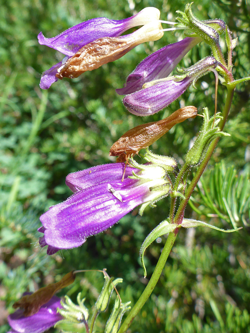 Flowers, some withered