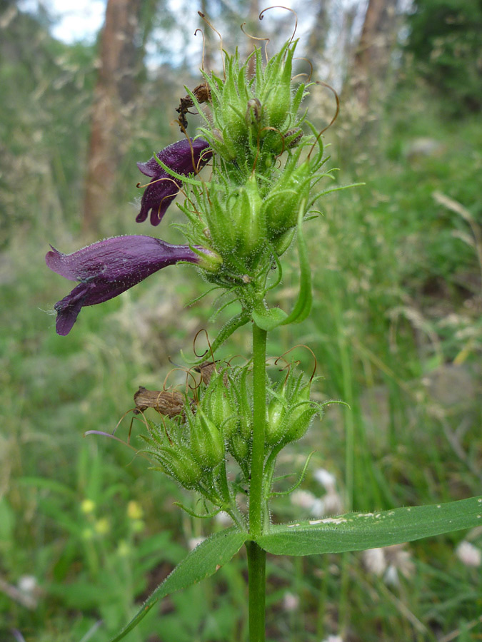 Green buds