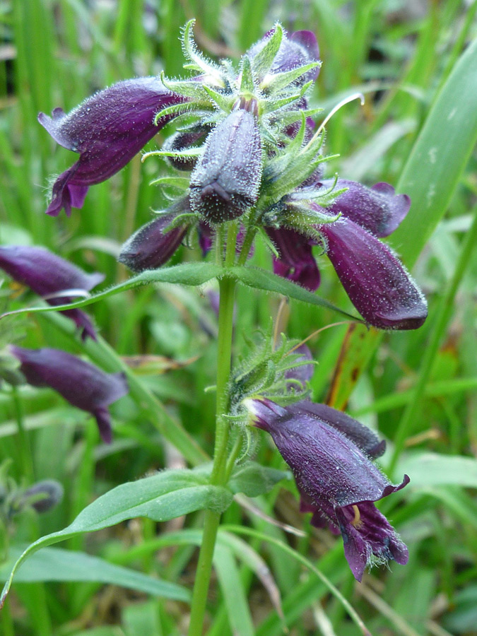 Deep purple flowers