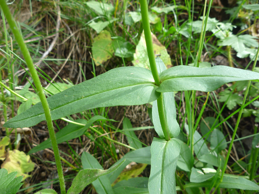 Opposite leaves