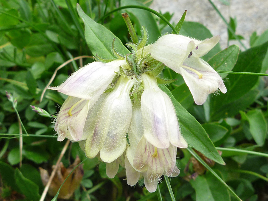 White flowers