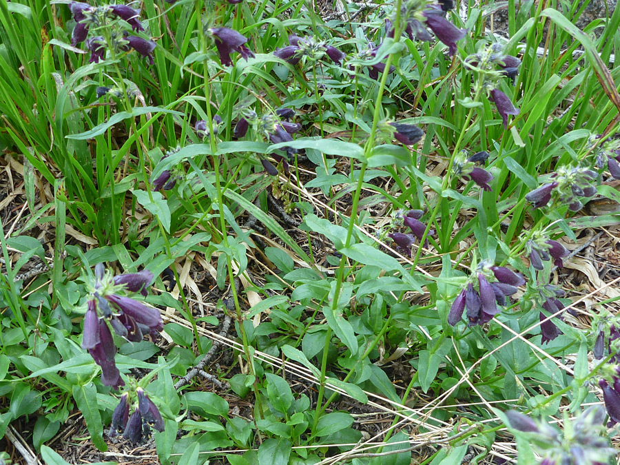 Many flowers