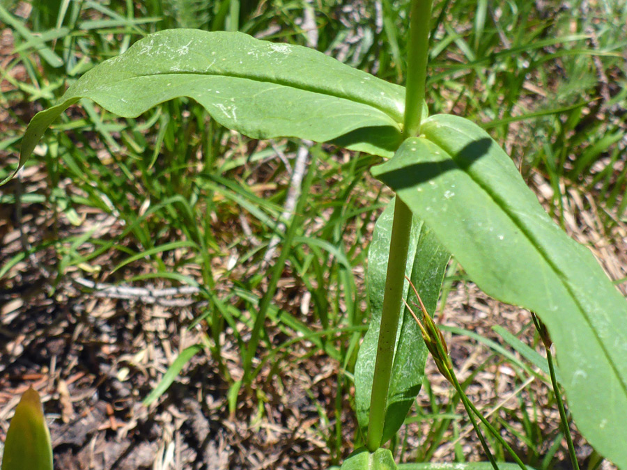 Stem leaves