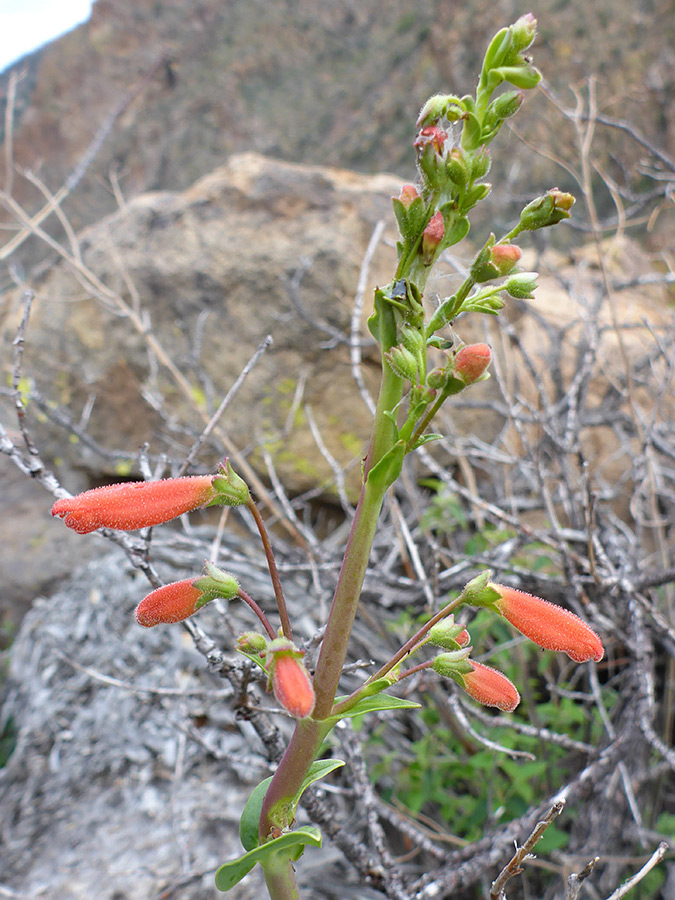 Flowers and buds