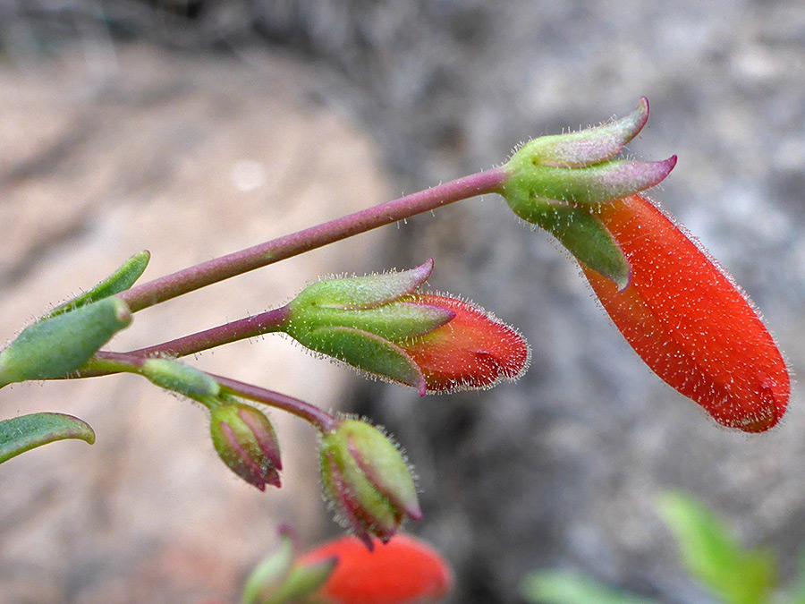 Hairy calyces