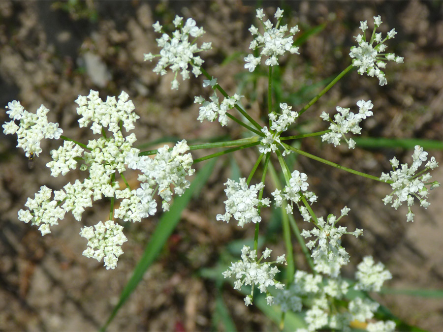 Branched umbel