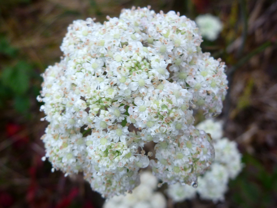 Tiny white flowers