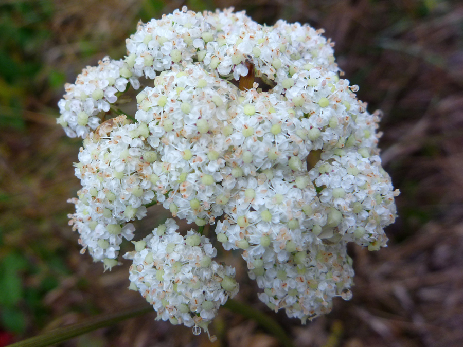 Spherical cluster