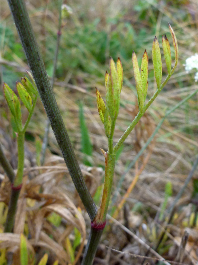 Narrow leaflets