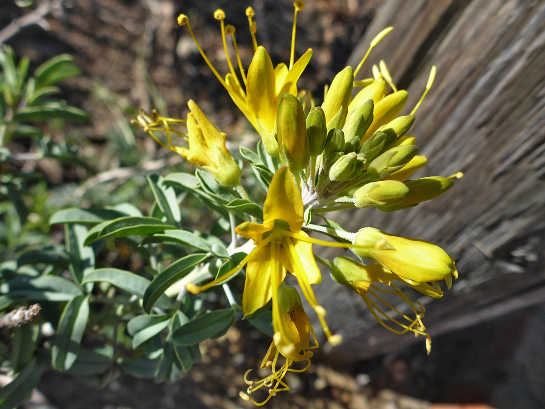 Inflorescence