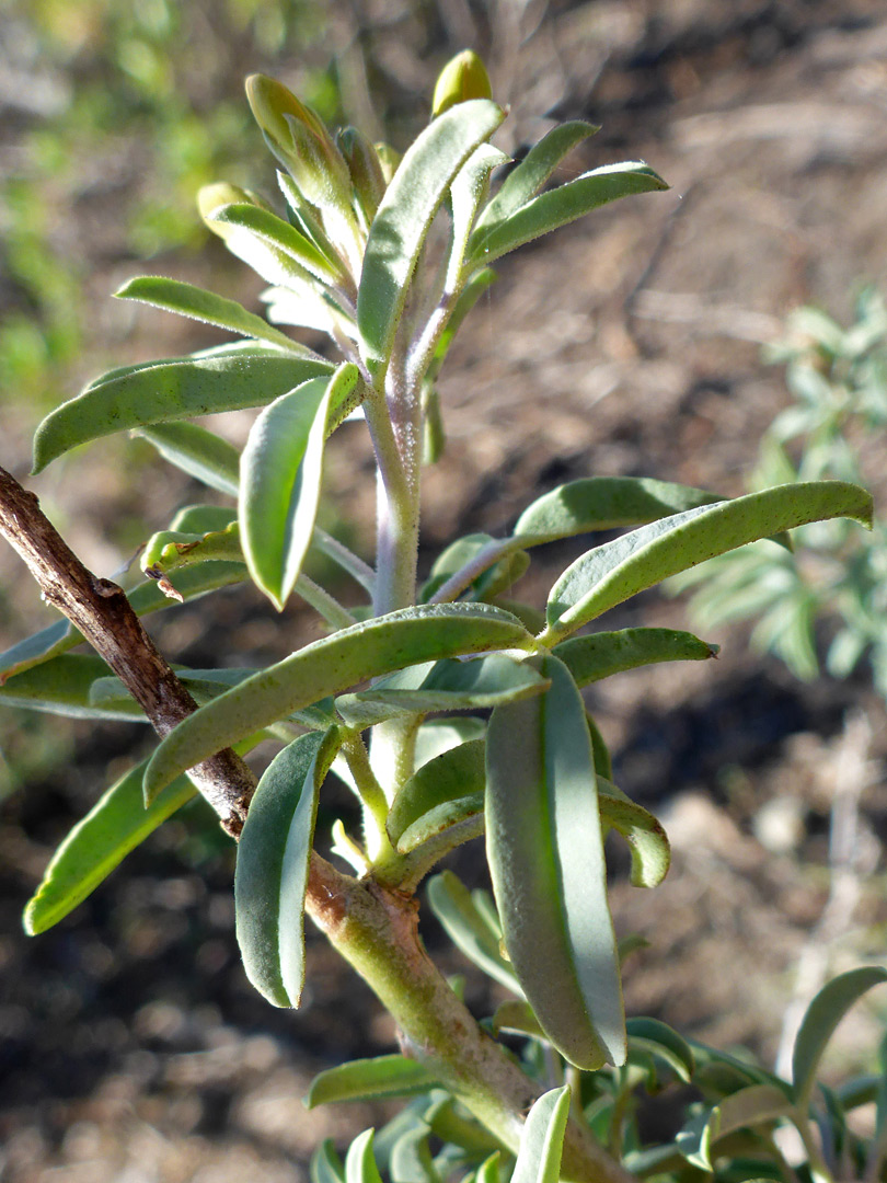 Glaucous leaves