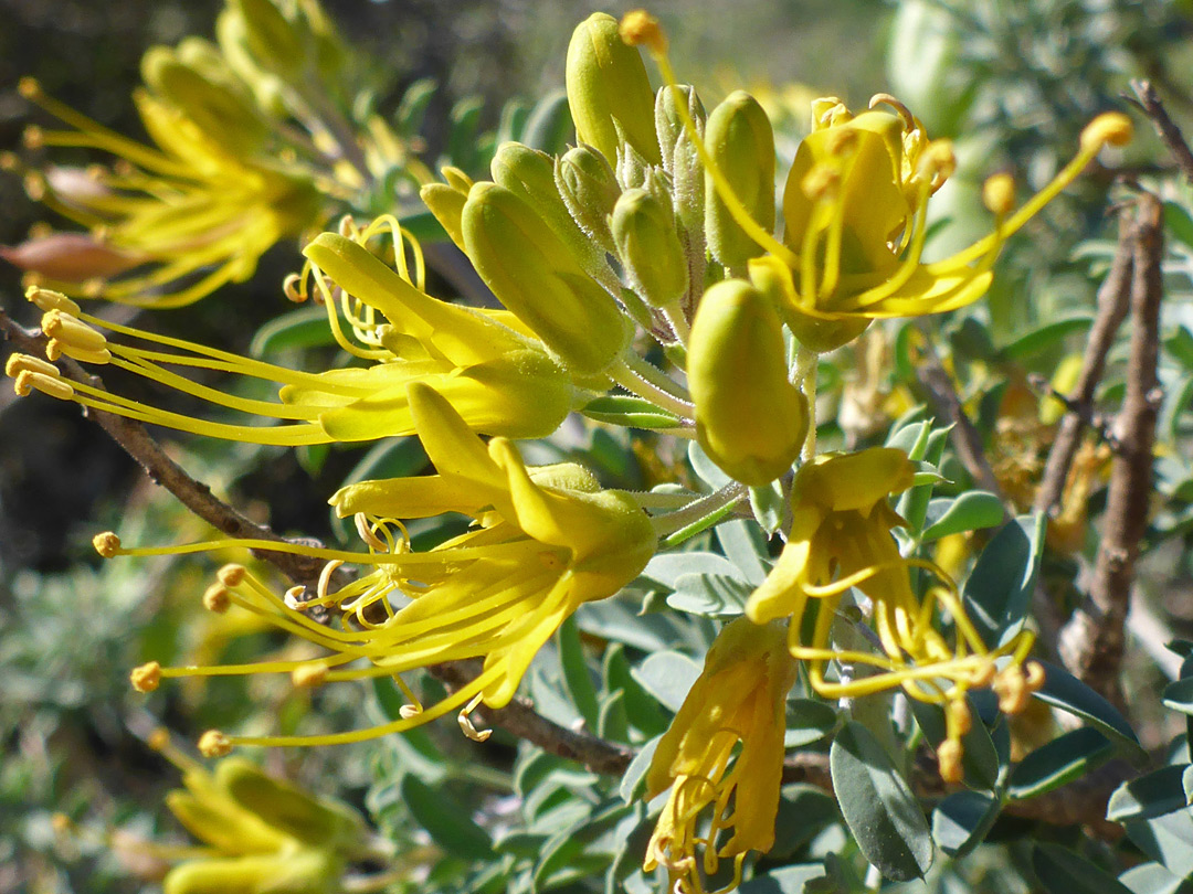 Flowers and buds