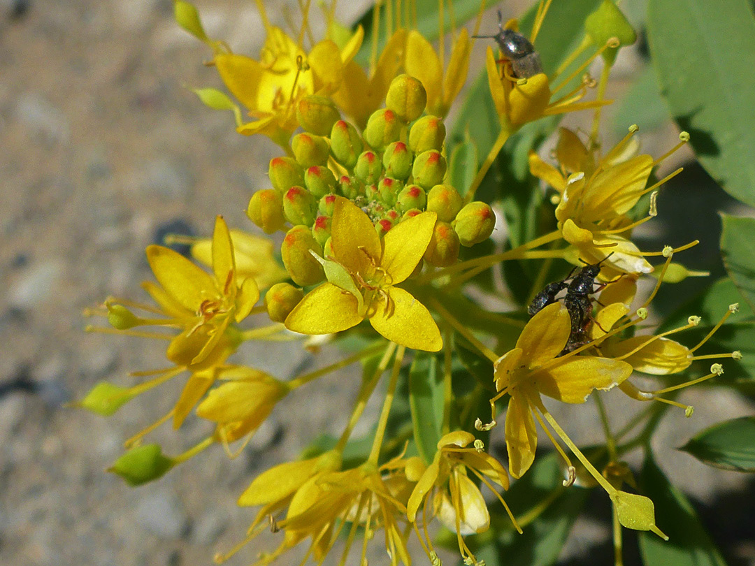 Beetles on flowers