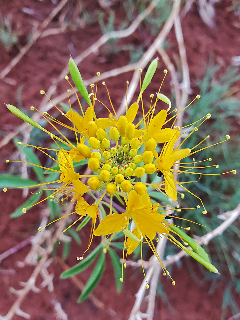 Exserted stamens