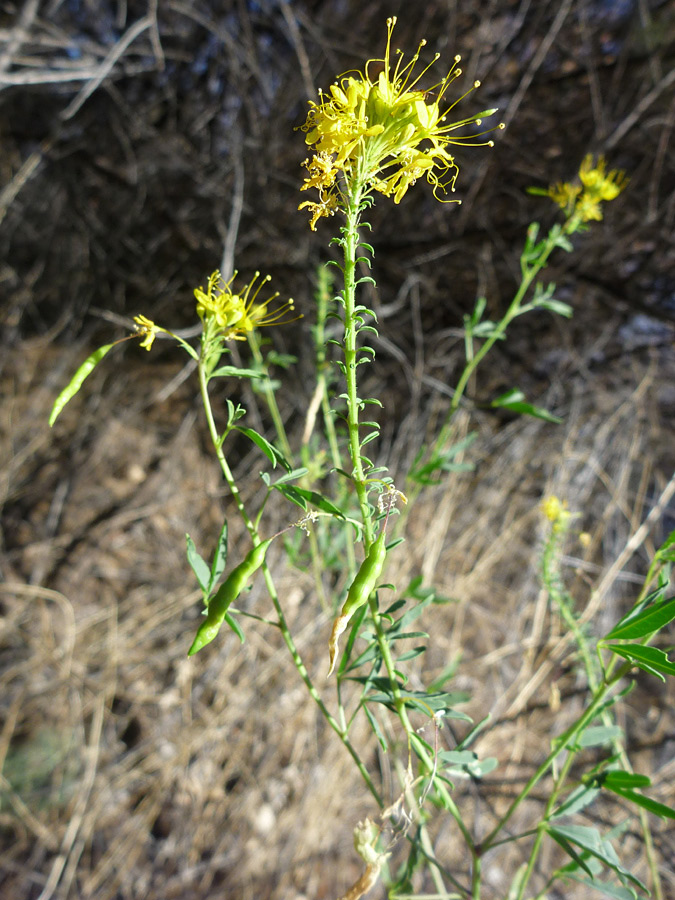 Green stem