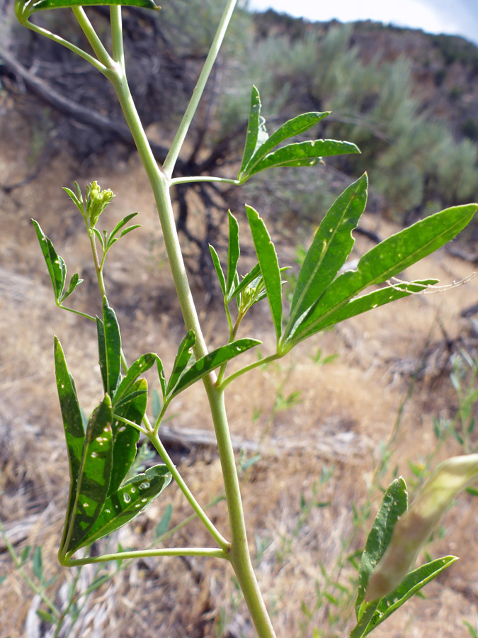 Palmate leaves