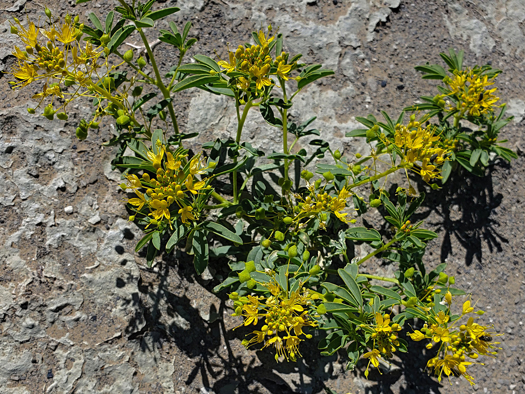 Flowering stems