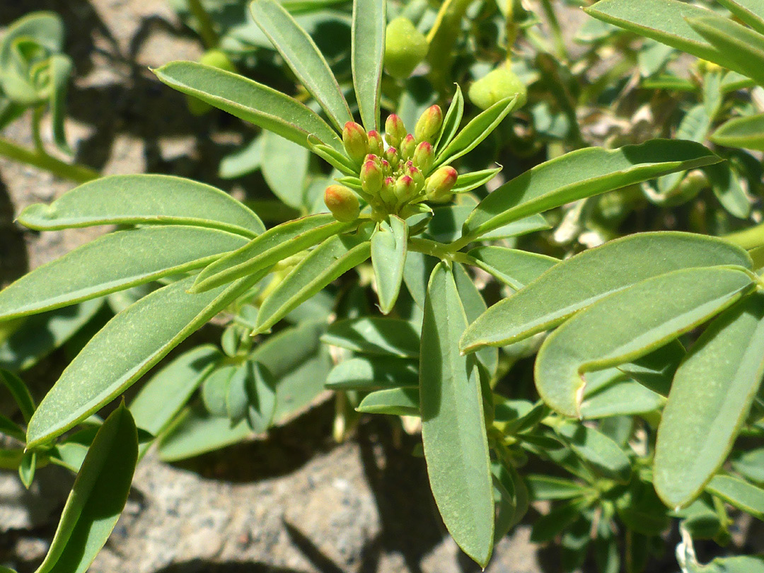 Hairless leaves