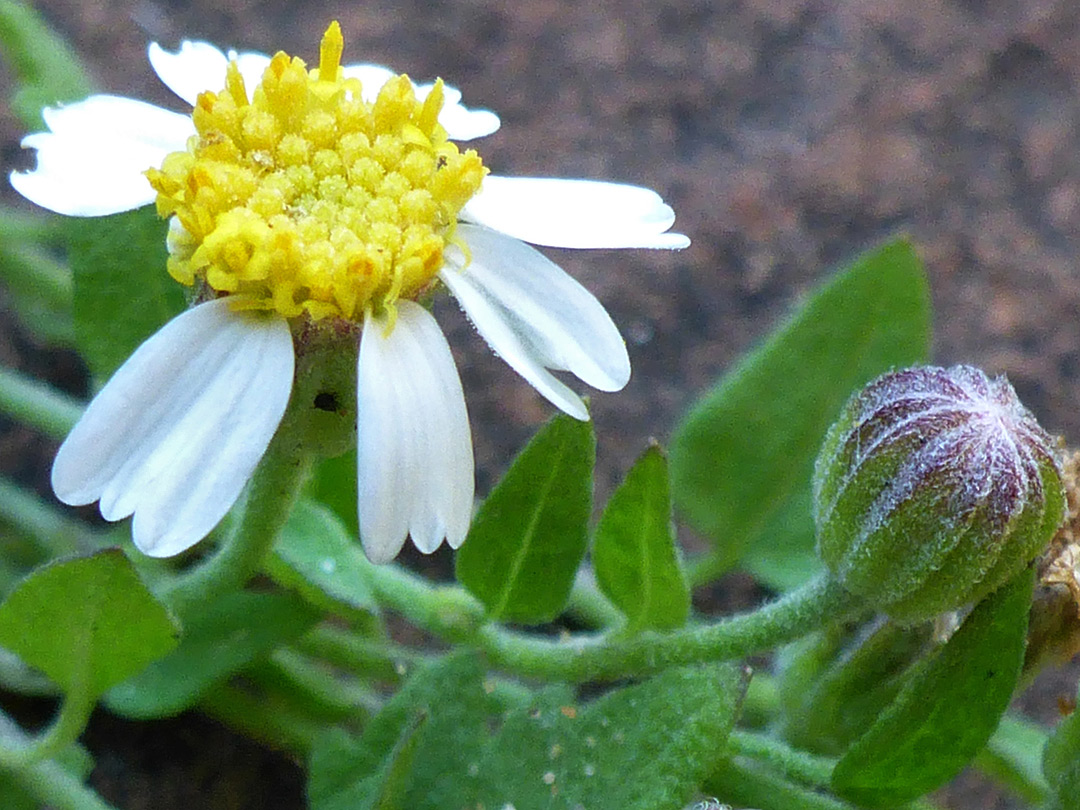 White ray florets and yellow disc florets