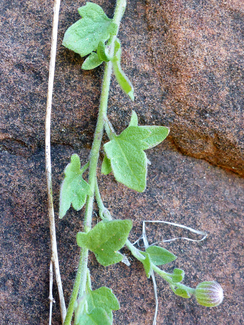 Stem and alternate leaves