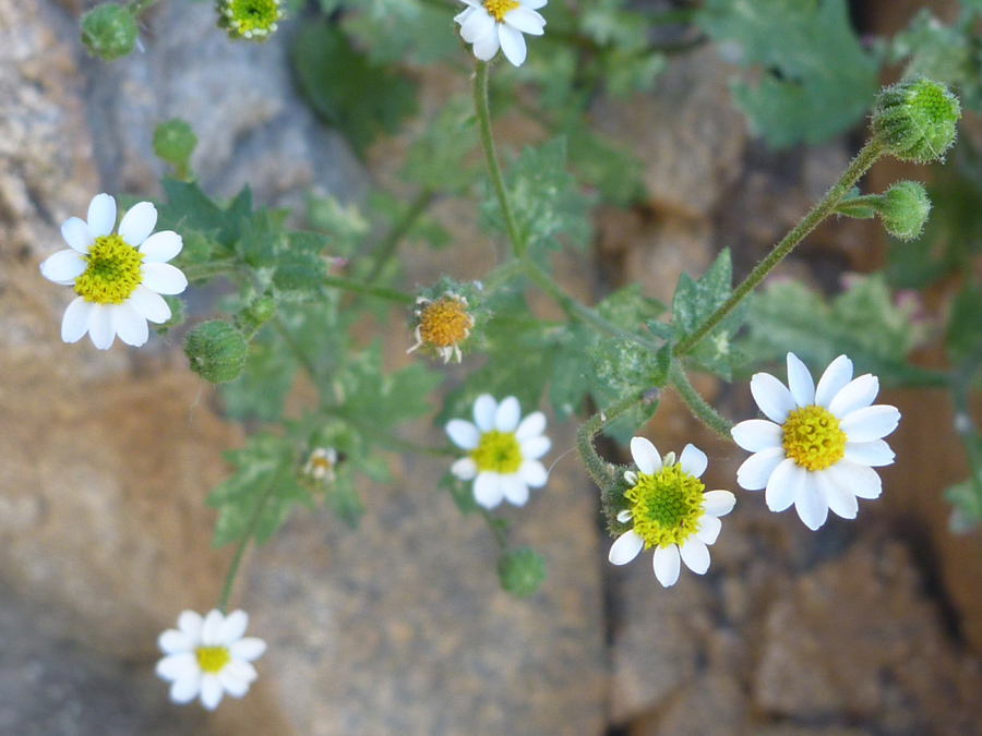 White flowers