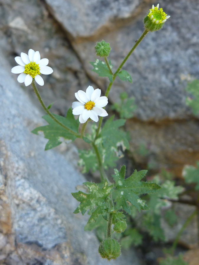 Flowers and buds