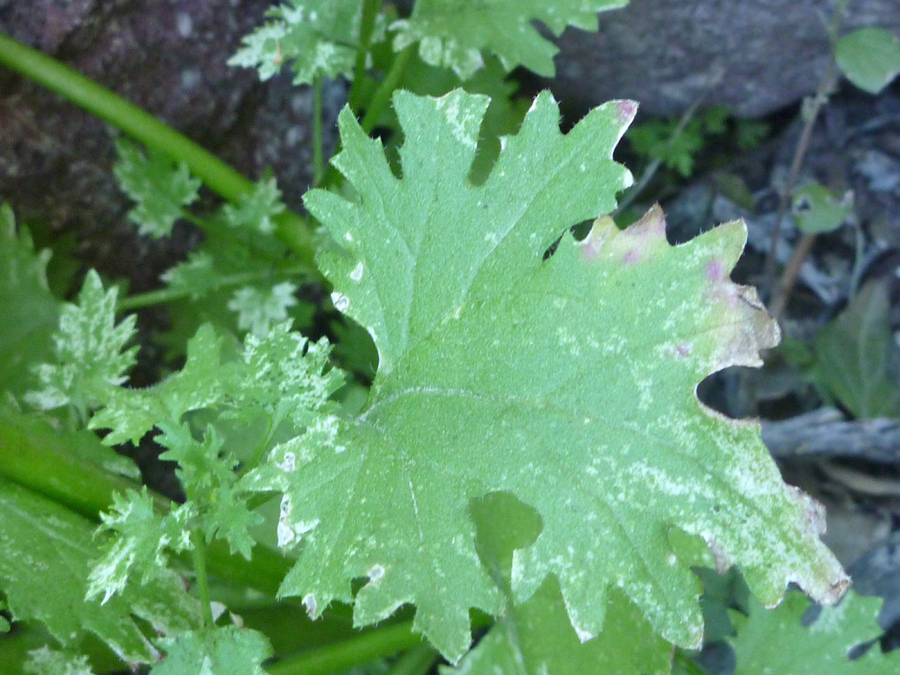 Lobed leaf