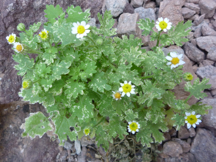 Flowers and leaves