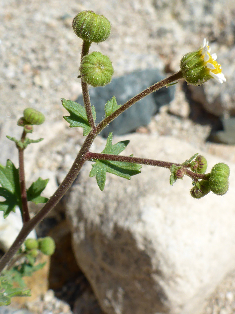 Branched inflorescence