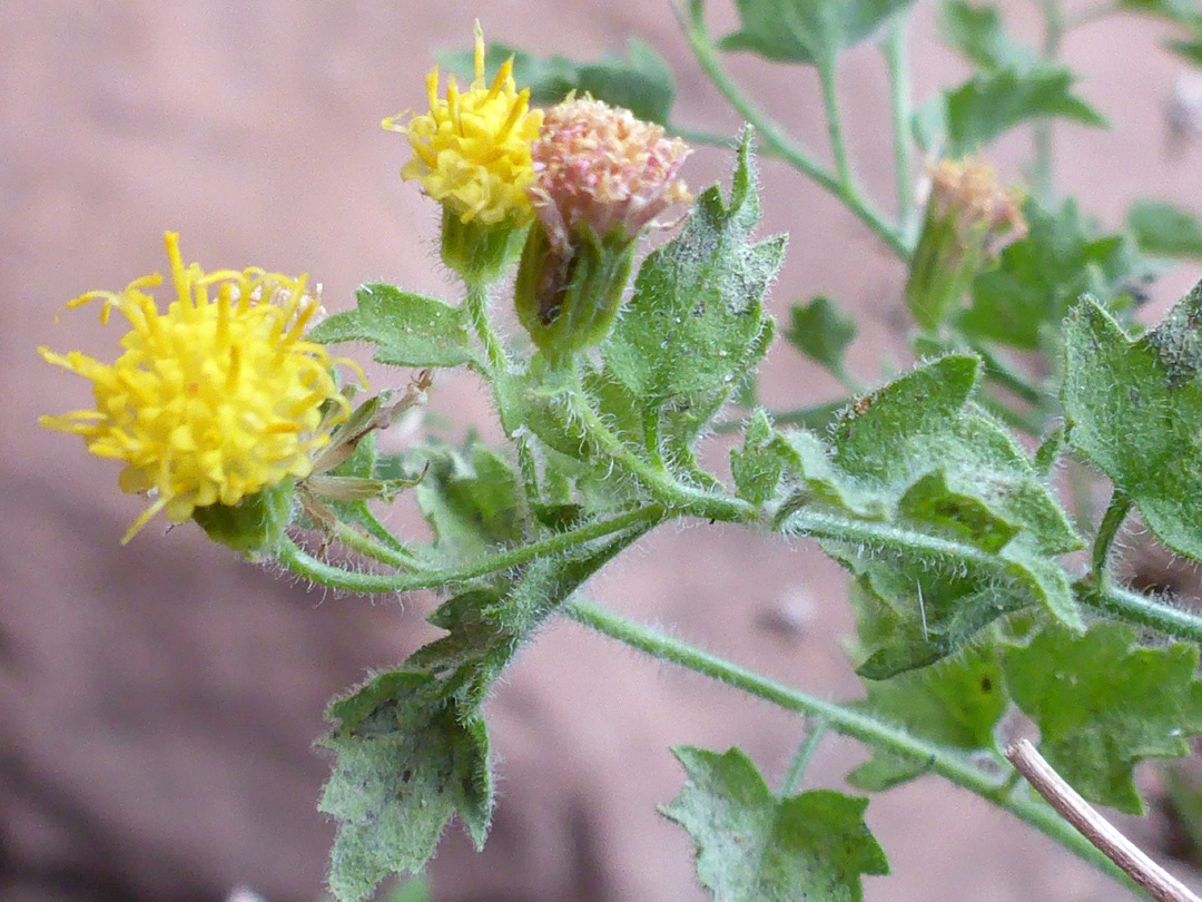 Leaves and flowerheads