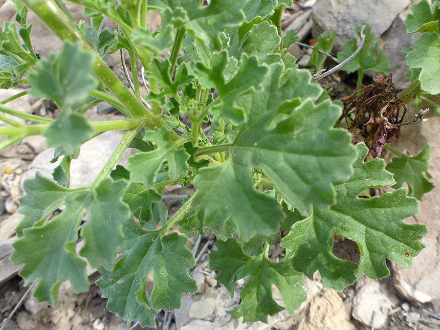 Leaves and stems