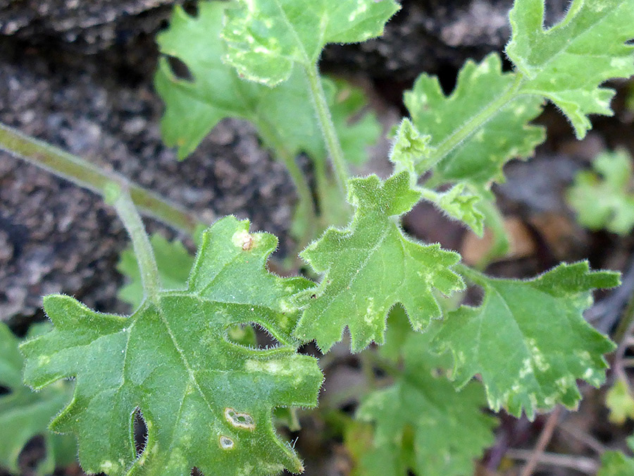 Lobed leaves