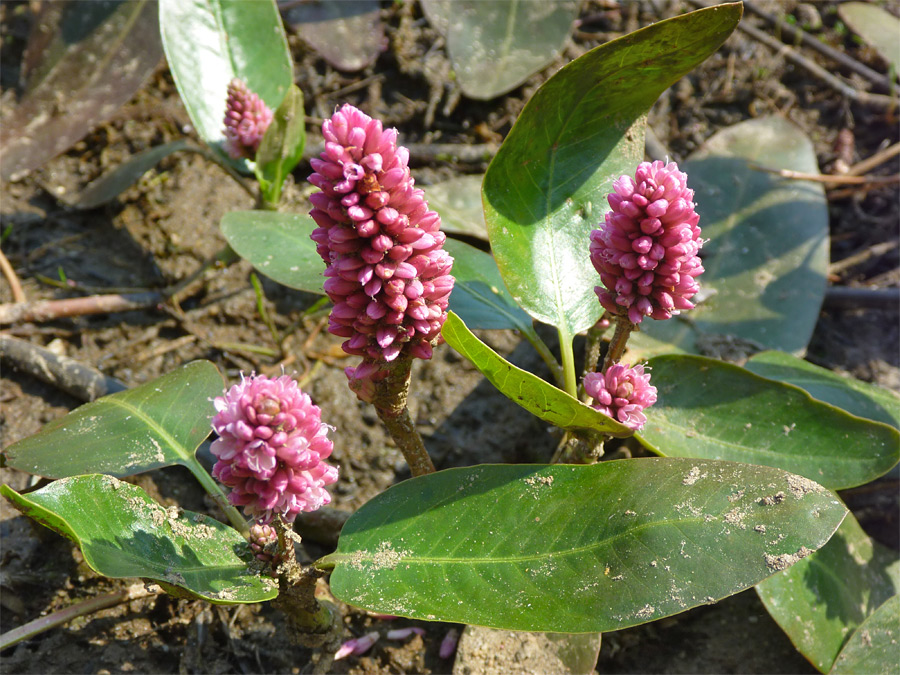 Large leaves