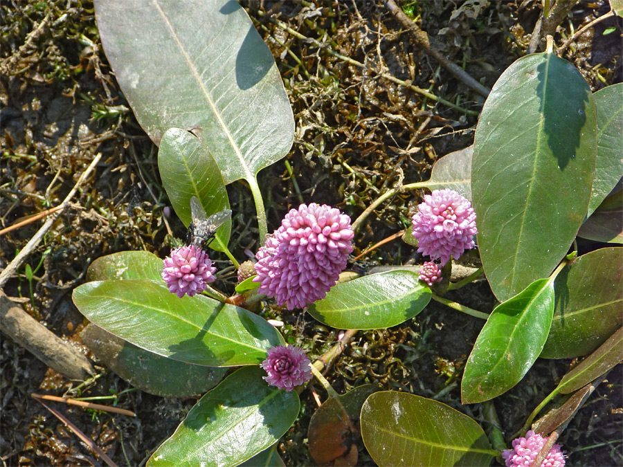 Flowers and leaves