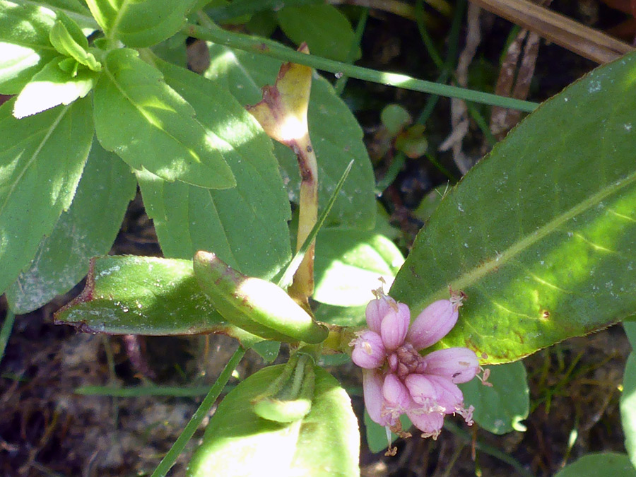 Small flower cluster