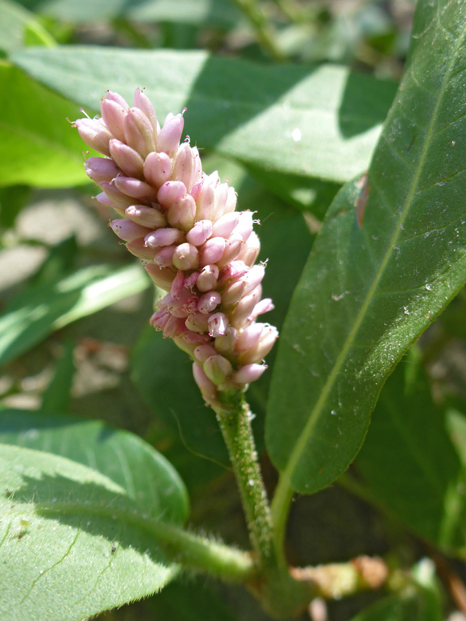 Pale pink flowers