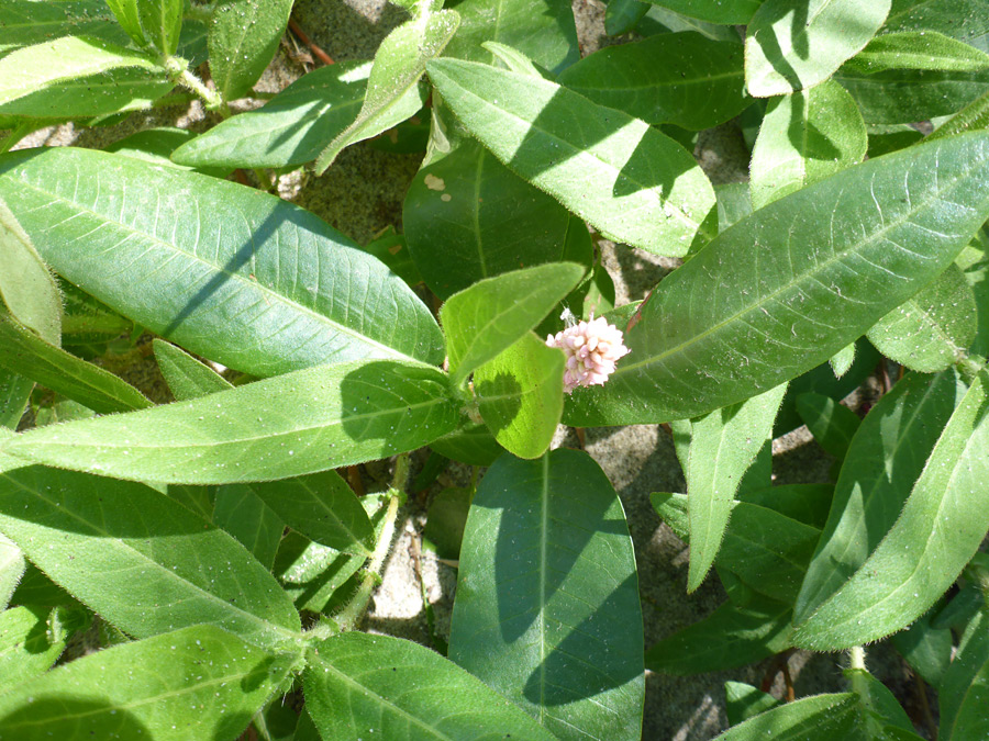 Veined leaves