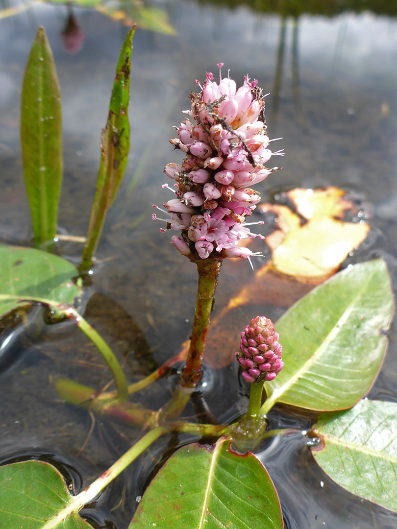 Two flower clusters