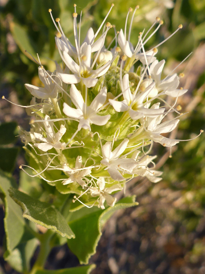 Protruding stamens