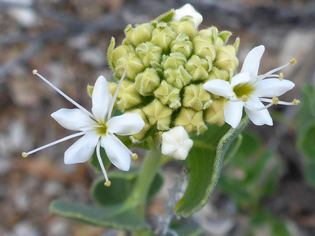 Developing inflorescence