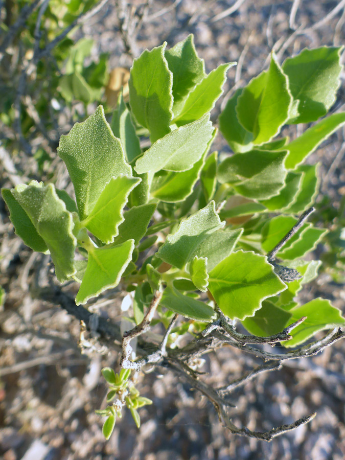 Toothed leaves