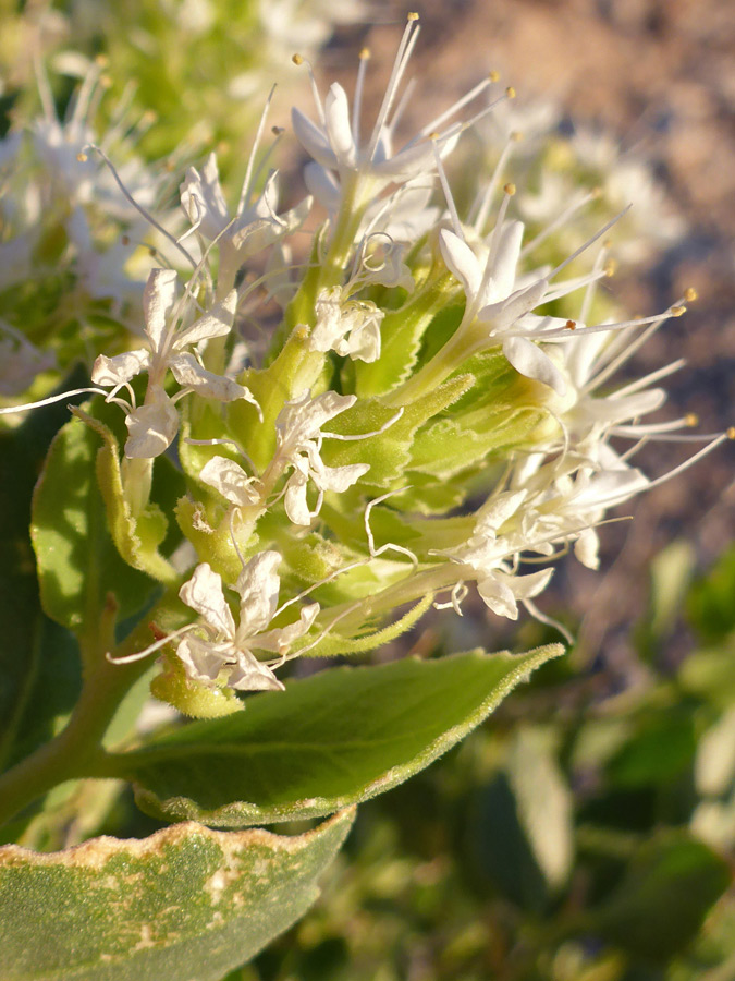 Flower cluster