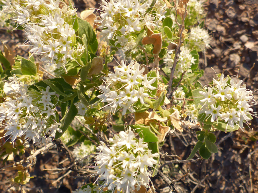 Flowering stems