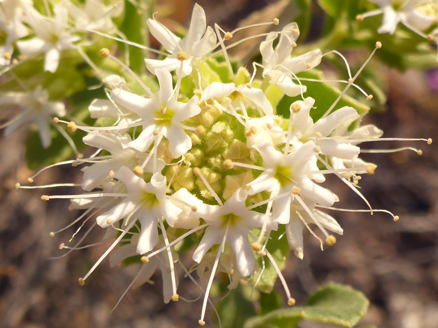 Buds and flowers