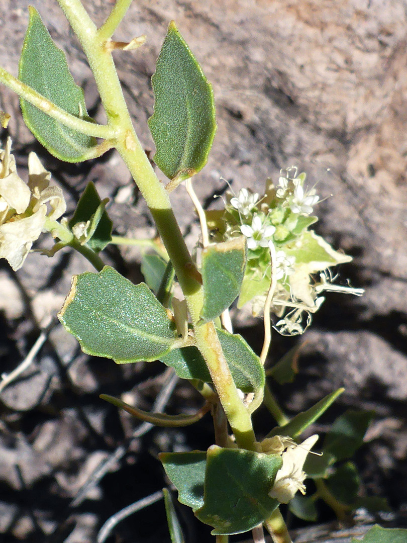 Alternate stem leaves