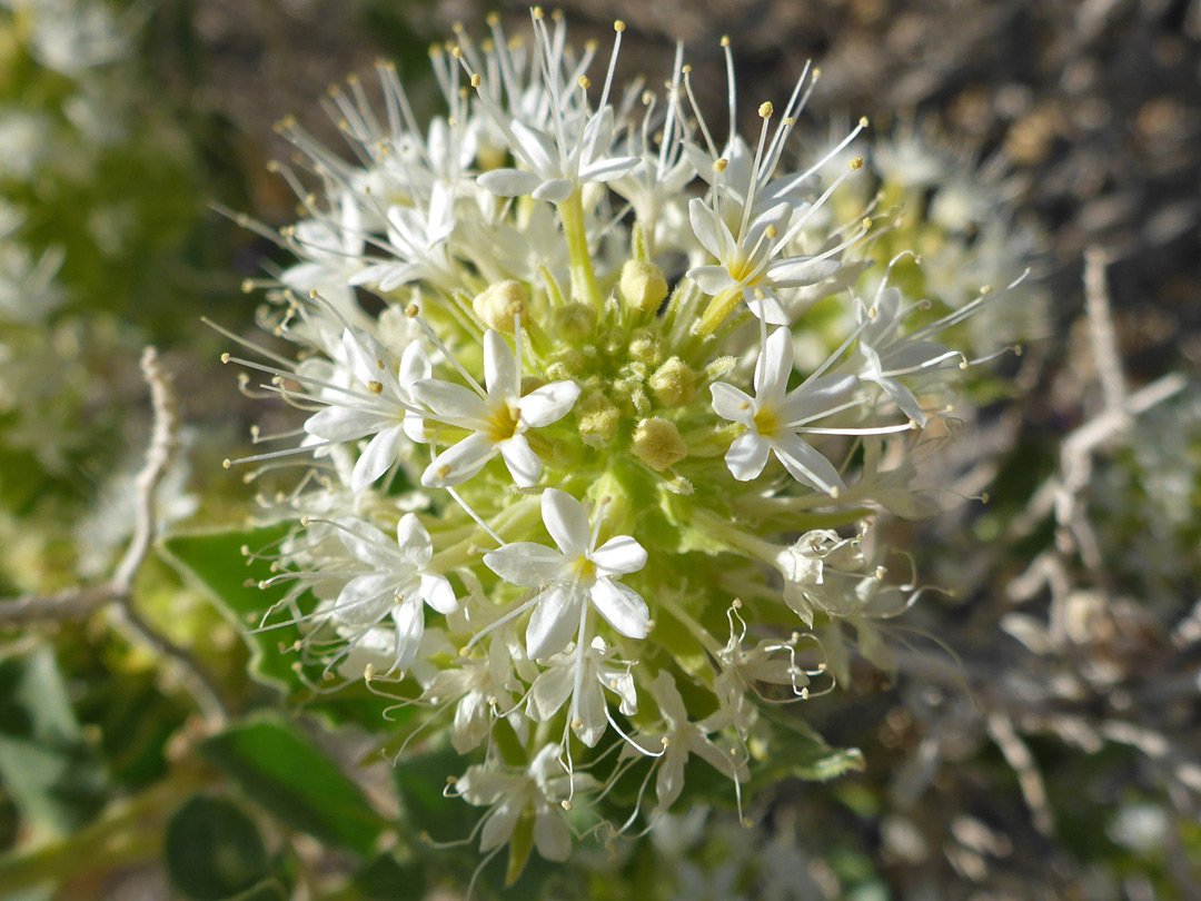 Exserted stamens