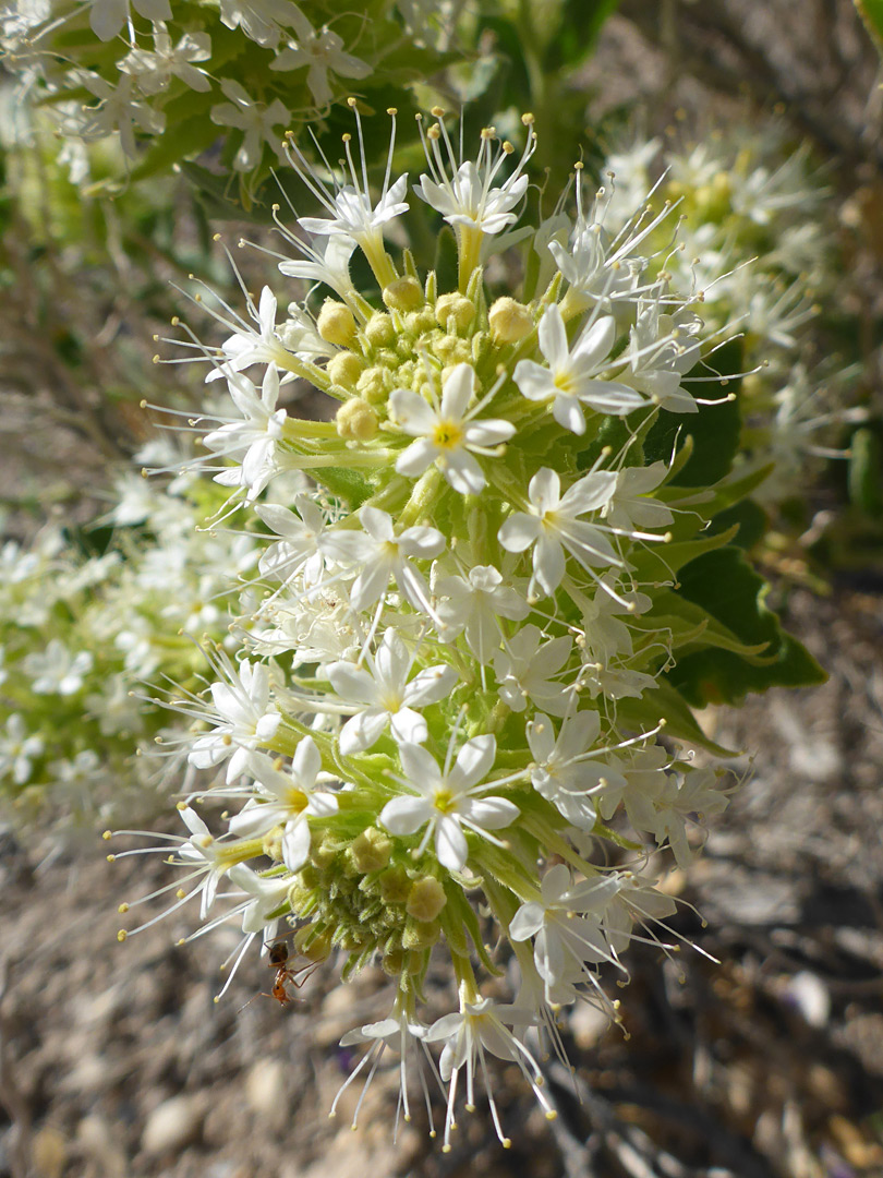 Many flowers