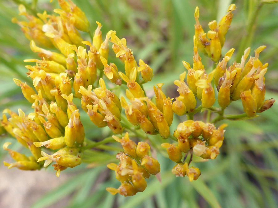 Flat-topped cluster