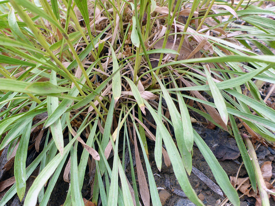 Narrow leaves