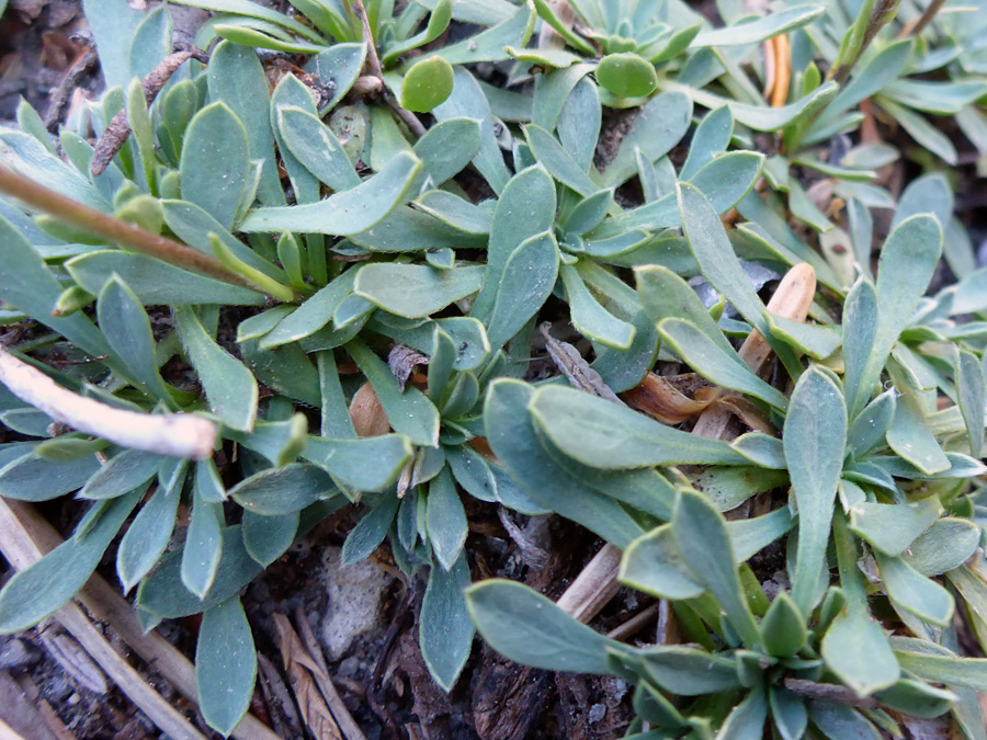 Basal leaves